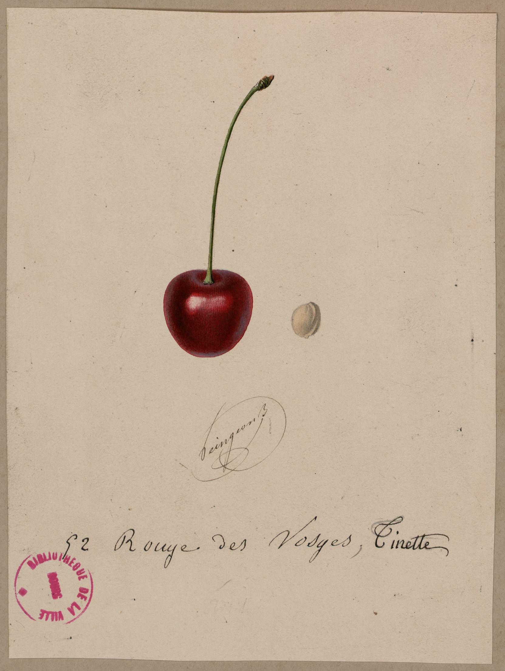 Rouge des Vosges, Tinette